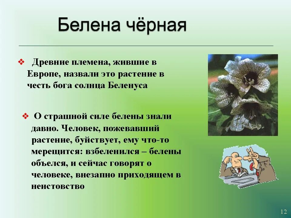 Доклад о лесных опасностях 2 класс окружающий. Опасное растение белена. проект ядовитые растения. ядовитые растения 2 класс. белена проект 2 класс.