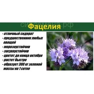 Фацелия сколько на сотку