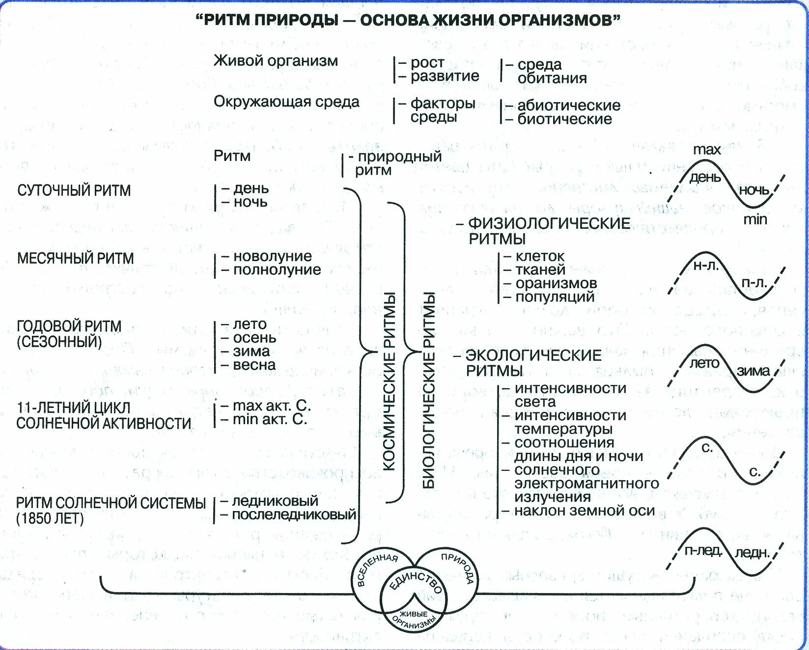 Сезонные ритмы в жизни растений. Классификация биоритмов. Классификация биологических ритмов. Биологические ритмы схема. Сезонные биологические ритмы.