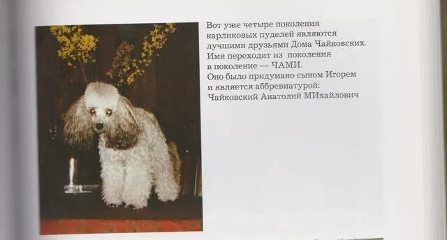 Что такое потчевал пудингом. Дешеддер для той пуделя. Пудель пуделя потчевал пудингом. Йорк пудель. Стрижка той пуделя.