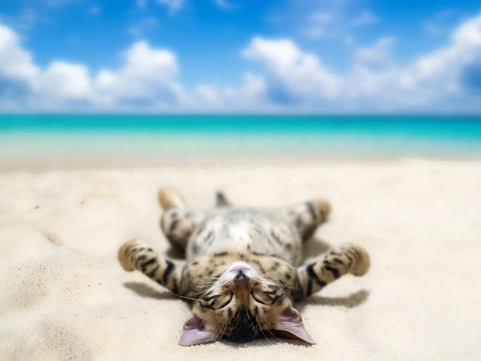 Отдыхай картинки. Кот на пляже. Кот отдыхает. Котенок на пляже. Лежит на пляже.