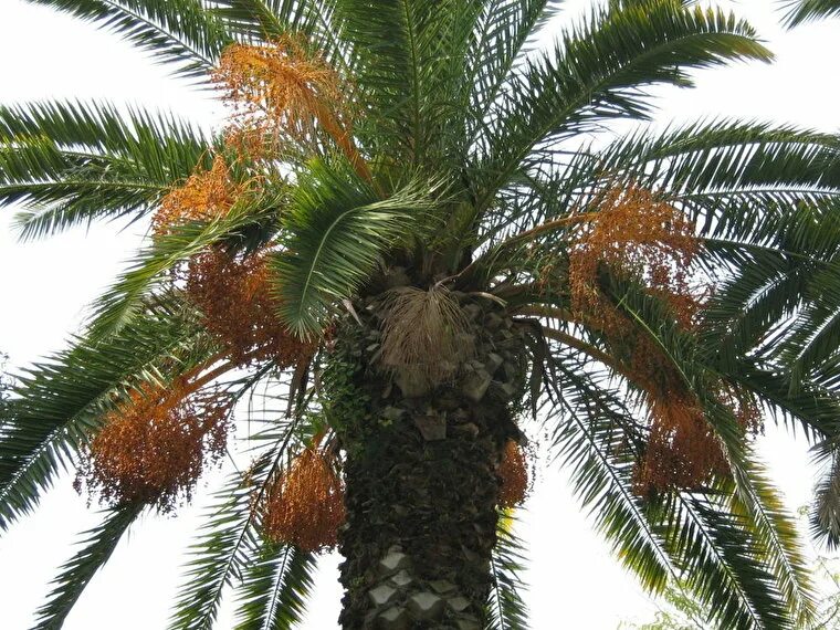 Пальма где растет природная зона. Растения Африки финиковая Пальма. Финиковые пальмы в Египте. Финиковая Пальма в Южной Америки. Финиковая Пальма Геншин.