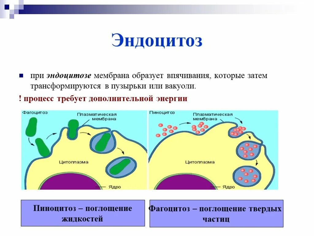 Фагоцитозный пузырек. Плазматическая мембрана эндоцитоз. Эндоцитоз этапы фагоцитоза пиноцитоз экзоцитоз. Строение клетки эндоцитоз.