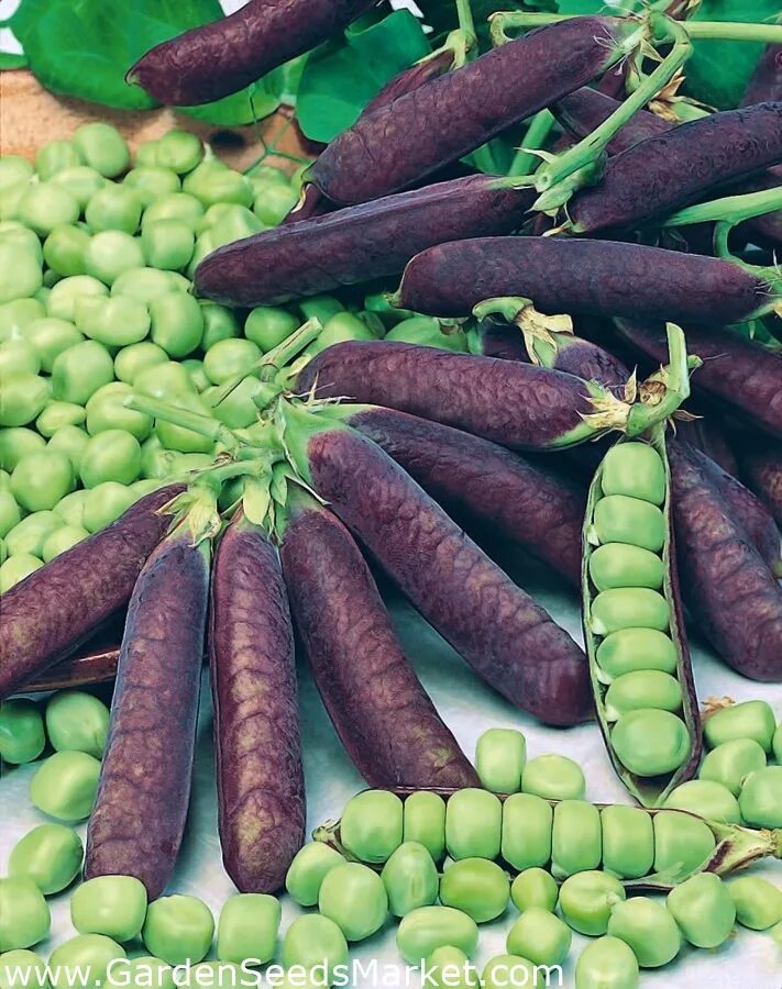 Морщинистый горох. Семена гороха мендель. Горох продовольственный. Сорта зеленого горошка. Семена гороха посевного.