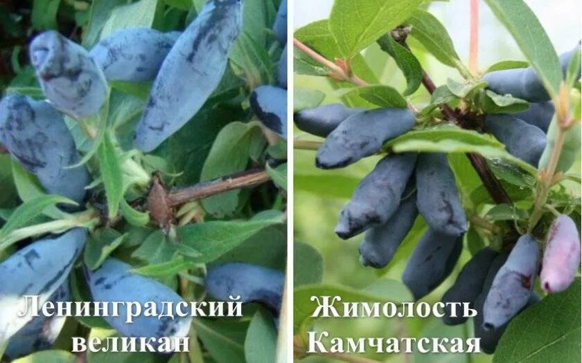 Сорт жимолости ленинградский великан описание фото. Жимолость съедобная ленинградский великан. Жимолость съедобная ленинградский великан. Жимолость бочкарский великан. Жимолость сорт ленинградский великан.