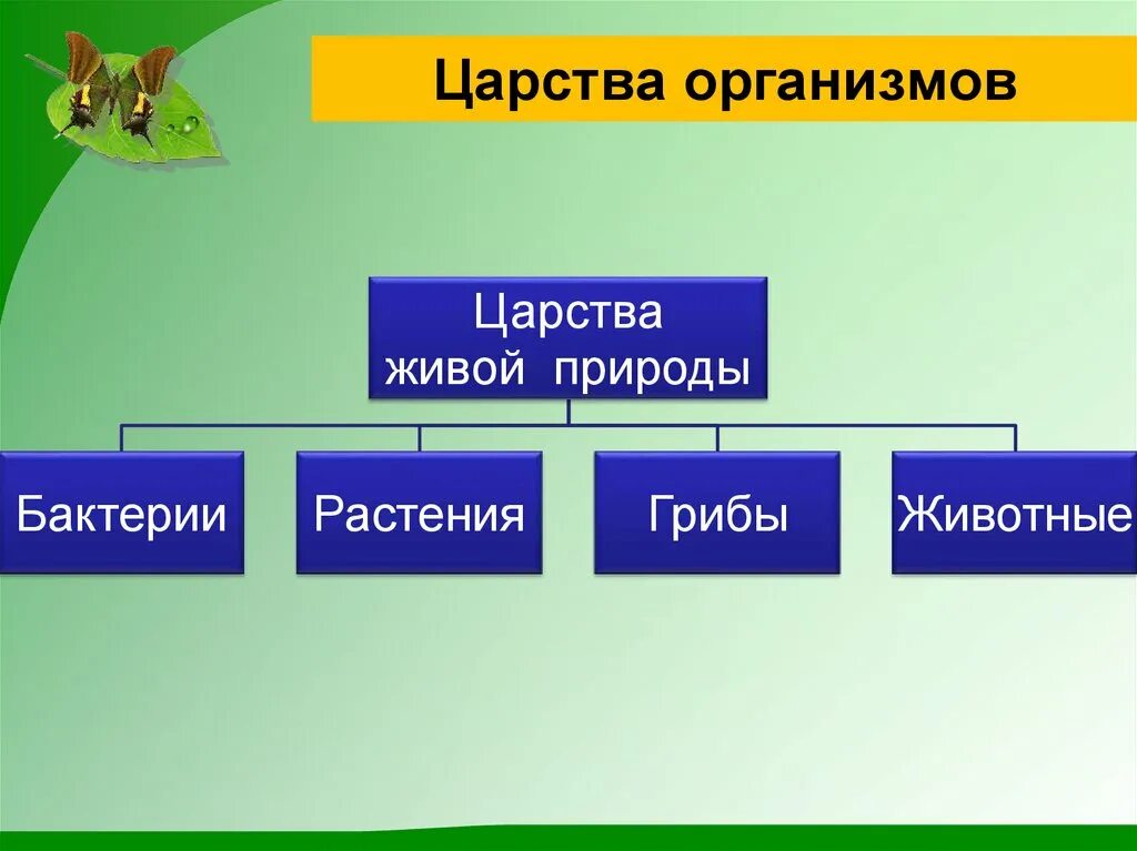 Представители царств живых организмов. Бактерии грибы растения животные это царство. Царства живых организмов в биологии. Царства живой природы схема. Схема Царств живых организмов.