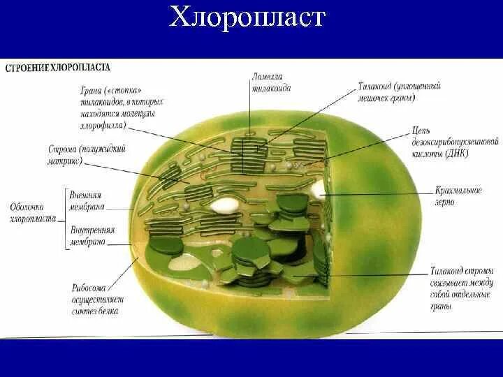 Понятие хлоропласт. Строение хлоропласта растительной клетки. Строение клетки хлоропласты. Хлоропласты растительной клетки строение и функции. Схема строения хлоропласта.