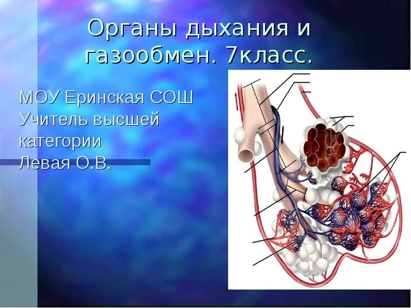 Органы дыхания и газообмен 7 класс биология