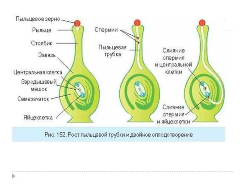 Спермии пыльцевого зерна образуются из. Пыльцевое зерно схема. вегетативная клетка пыльцевое зерно зародышевый мешок. строение пыльцевой трубки. вегетативная и генеративная клетка пыльцевого зерна.