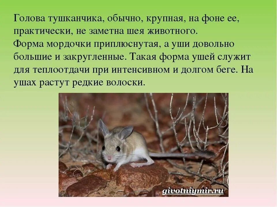 Доклад о волге. Сурок-байбак красная книга. Сообщение о животных степи. Доклад про животных степи. Сообщение о животном тайги бурундук.