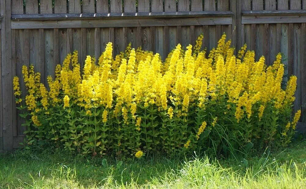 Название высоких желтых цветов. Вербейник точечный (Lysimachia punctata). Вербейник желтый многолетник. Вербейник Лизимахия. Вербейник Хоумтаун.