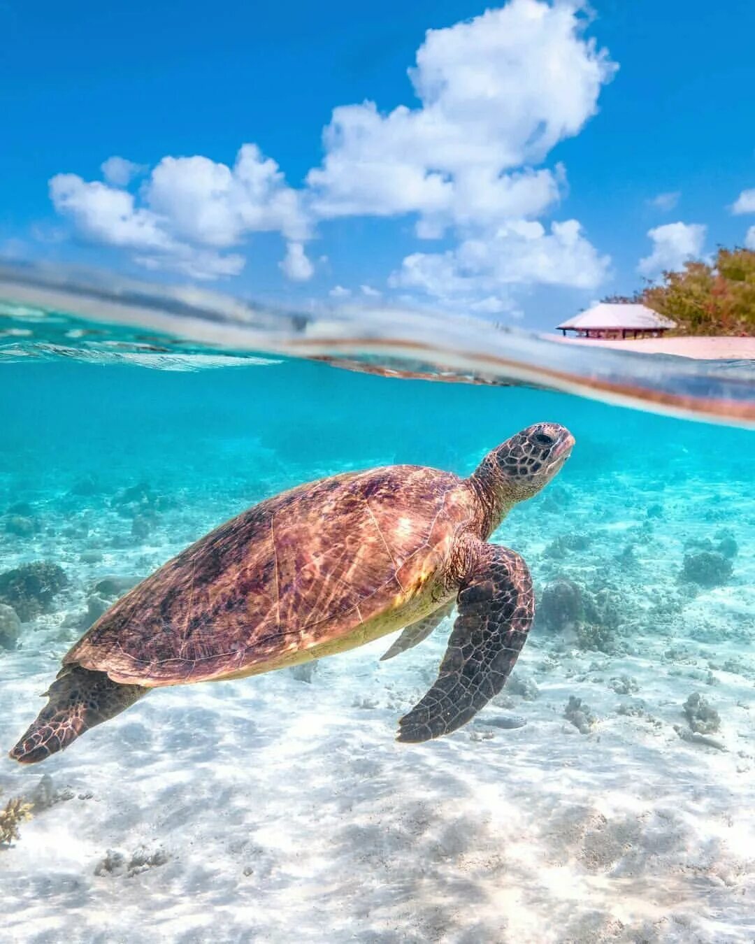 Сейшельские черепахи. Черепахи Альдабра Сейшельские острова. Морская черепаха Сейшелы. Черепаший остров Сейшелы. Черепахи на Сейшельских островах.