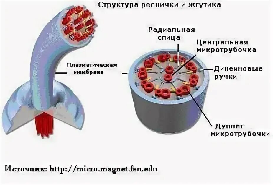 Жгутики и реснички строение и функции. Строение жгутиков и ресничек эукариот. структура ресничек и жгутиков. строение и функции ресничек и жгутиков. реснички структура и жгутика клетки.