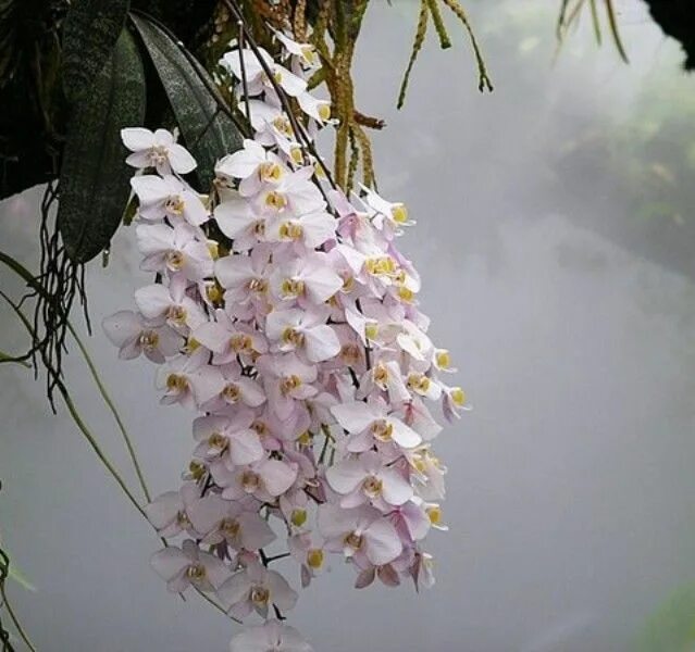 Dendrobium pierardii Exotic orchids, Beautiful orchids, Growing orchids