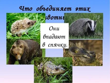 Про животных которые впадают в спячку