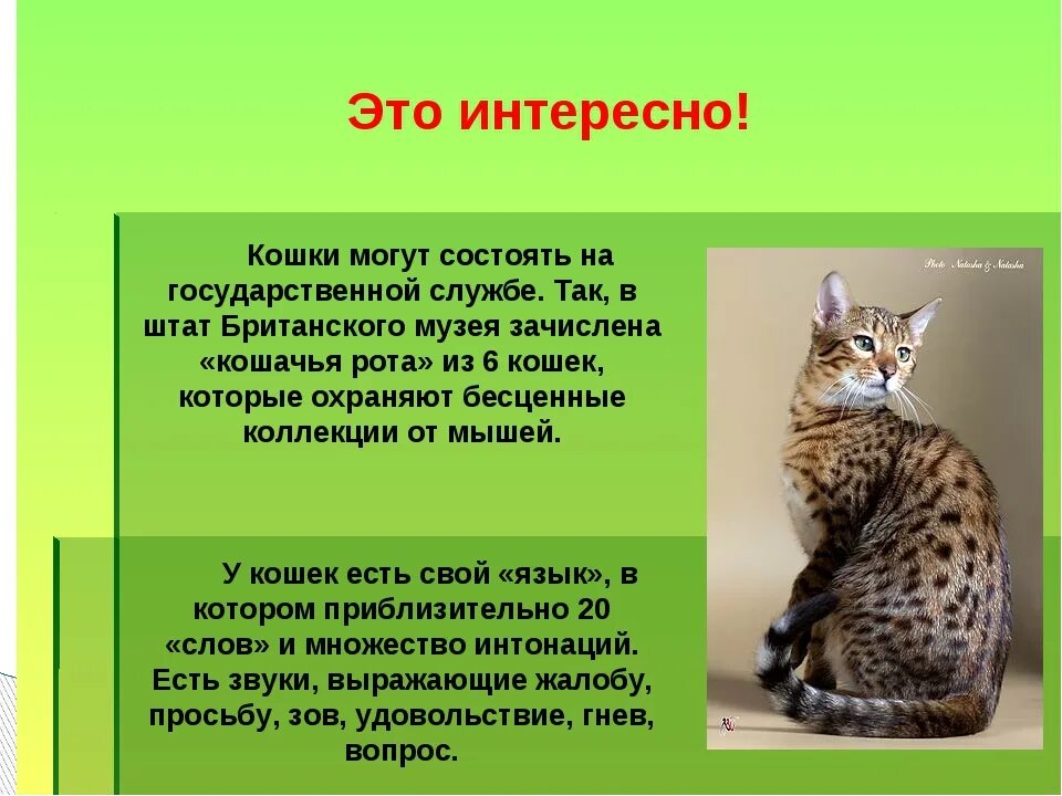 Включи кота описание. Доклад о котах. Доклад про кошек. Доклад про домашних кошек. Рассказ о домашних кошках.