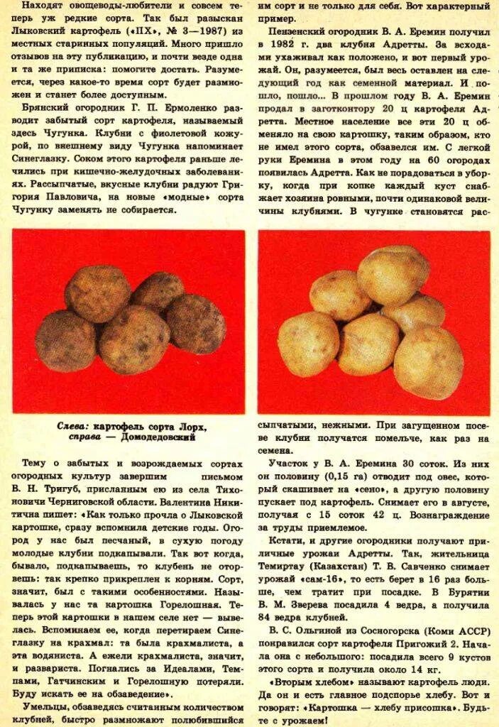 Картофель рассыпчатый при варке сорта. Сорт картофеля чугунка. описание картофеля. характеристика картошки. картофель для варки сорта.