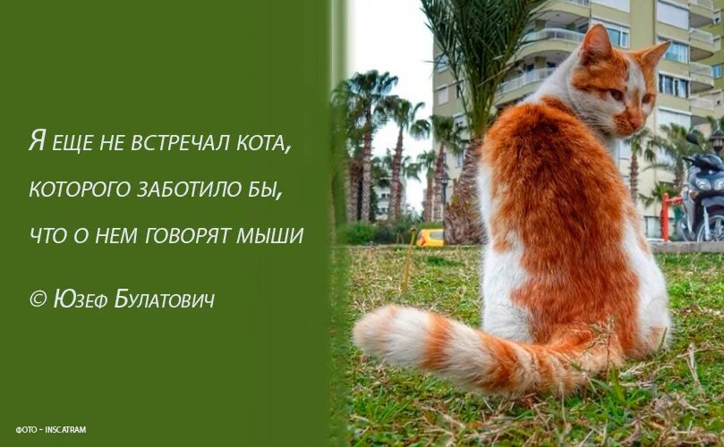 Высказывания о кошках. Высказывания про кота. Афоризмы с котами. Высказывания о коте. Цитаты про кота.