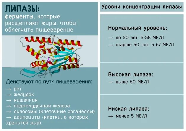 Уровень ферментов в крови. Липаза норма у детей. Липаза амилаза понижены. Липаза показатель крови. Панкреатическая липаза норма в крови.