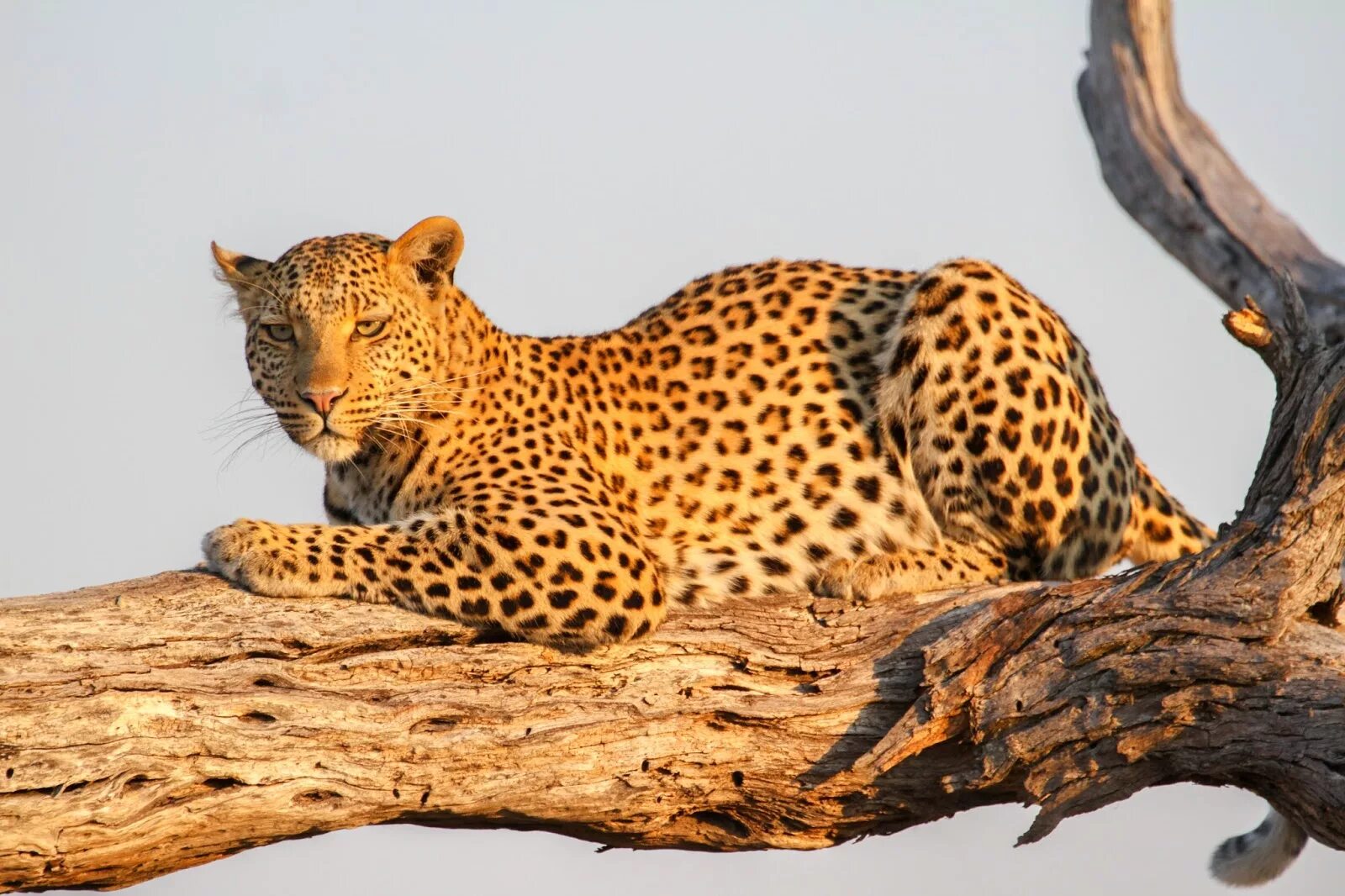 Леопард эстетика. Леопард на шри ланке. See leopard. Картинки на рабочий стол леопард. Фон для рабочего стола леопард.