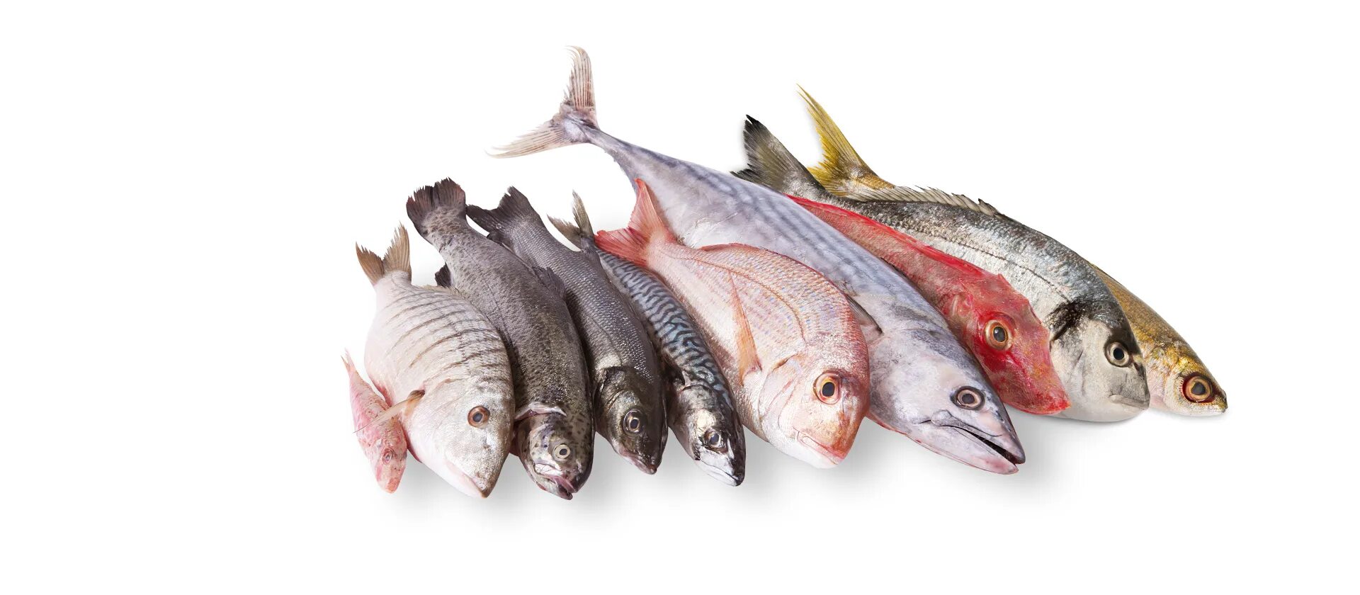 употребление рыбы с паразитами. пиранья краткое описание. меторхоз плотоядных животных. опасность рыбы. пиранья наттерера зубы.