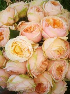 Свит каталина роза фото - Manipul24.ru