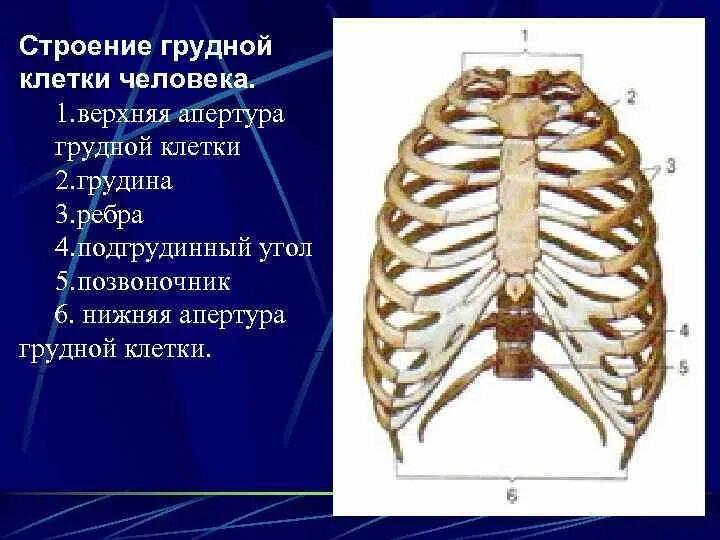 Грудная клетка строение и соединение костей. Грудная клетка кости скелета. Анатомия человека кости ребра. Верхняя Апертура грудной клетки анатомия. Верхний край ребра