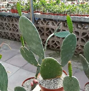 Opuntia ficus indica