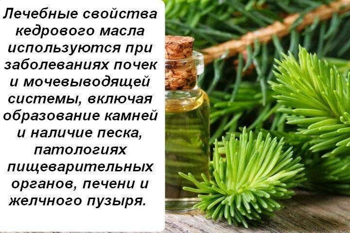 Кедровое масло лечебные свойства и применение. Кедровое эфирное масло. Масло кедра. Кедровое масло польза. Кедр аромамасла.