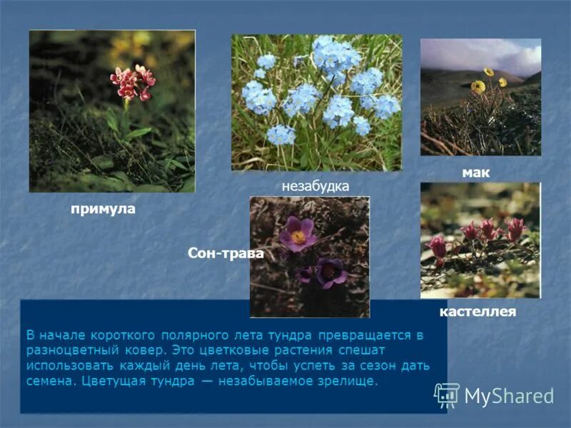 Флора тундры растения. Растения тундры. Растения обитающие в тундре. Растения обитающие в тундре. Растения тундровой зоны.