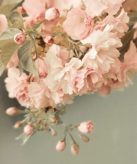 love my golden Beautiful flowers, Pink flowers, Pretty flowers