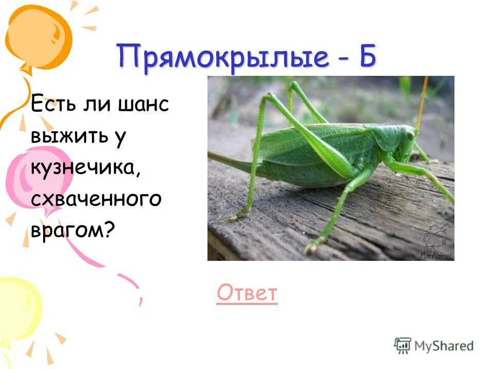 сверчок внешнее строение. внутреннее строение кузнечика схема. сколько пар конечностей у кузнечика. как слышат насекомые. сколько пар конечностей у кузнечика.