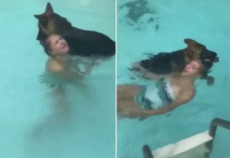 Собака тонет в бассейне. Овчарка в бассейне. Немецкая овчарка в бассейне. Собака спасла девочку в бассейне. Девушка спасла тонущего