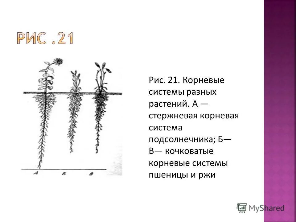 корень подсолнуха. подсолнечник корень. корневая система подсолнуха. подсолнечник с корнем и цветком. заготовка корневищ.