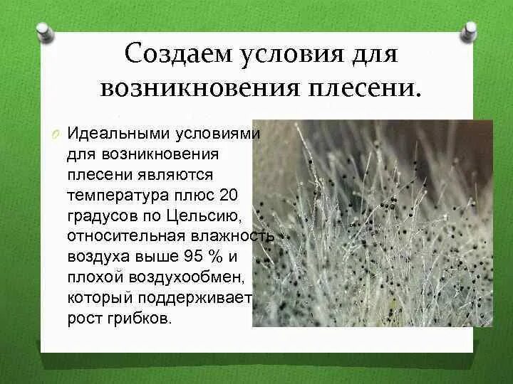 Плесень при какой температуре