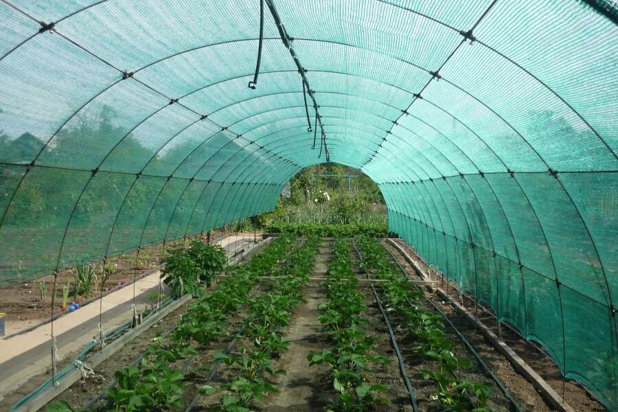 Затеняющая сетка 35% 3х10м. Затеняющие сетки для теплиц озон. Притеняющая сетка в промышленных теплицах. Затеняющая сетка 35% 3х10м. Сетка садовая затеняющая.