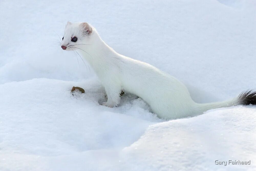 Днем горностая трудно увидеть в зимнее время. Горностай (Mustela erminea). Ласка (Mustela nivalis). Горностай Байкальский. Соболь белый.