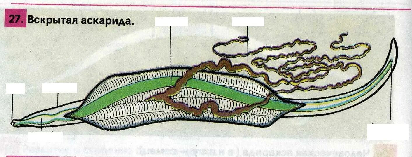 Нервная система круглых червей схема. Аскарида тип нервной системы. Строение круглого червя аскариды. Пищеварительная система аскариды человеческой. Аскарида тип нервной системы.