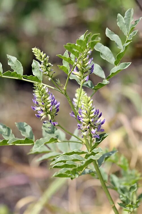 Солодка Уральская (Glycyrrhiza uralensis). Корень солодки, Солодка Уральская, лакричник. Солодка Сибирская. Солодка Степная. Лакрица растение