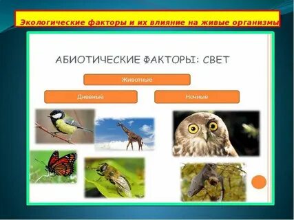 Связь живых организмов с окружающей средой