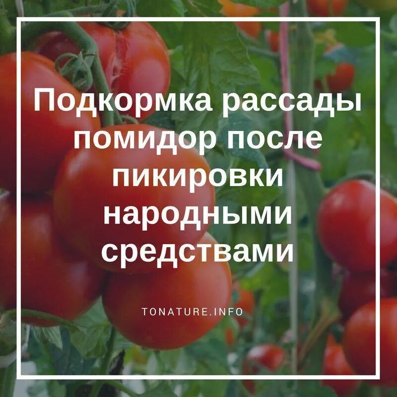 Чем подкормить рассаду помидор