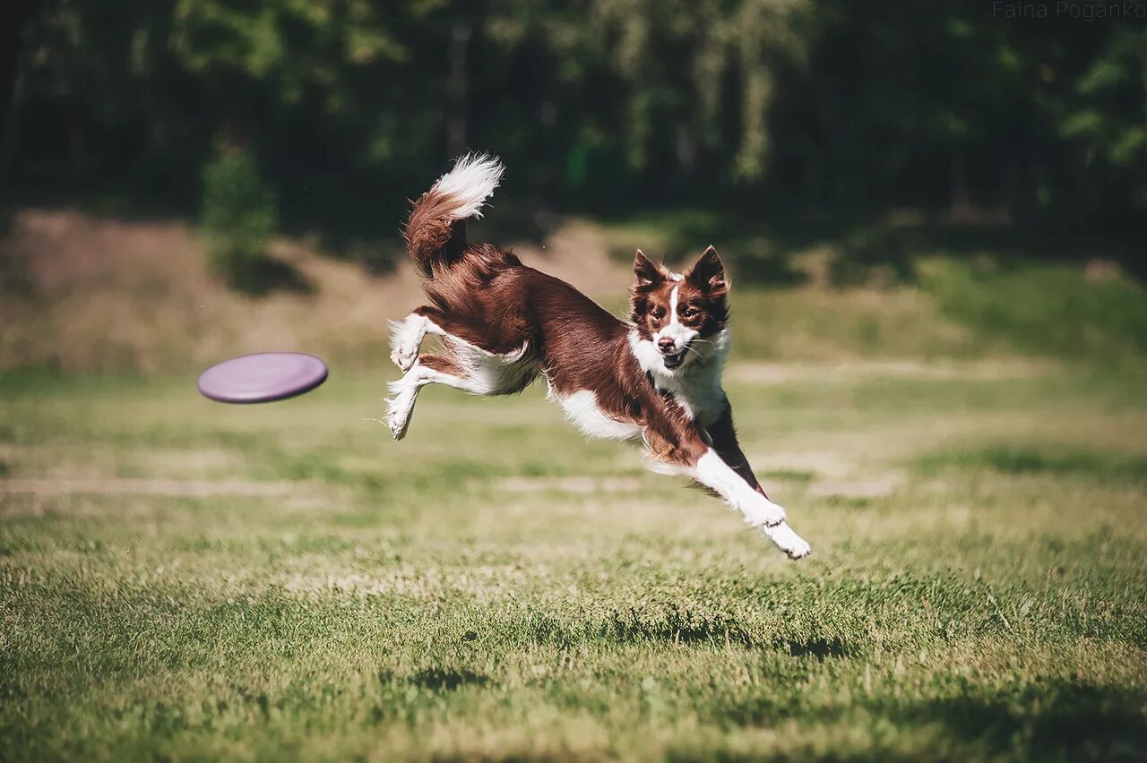 Играть с собакой в фрисби. Аусси фрисби фристайл. Аусси дог фризби. Джек-рассел-терьер фризби. Фризби фристайл джек рассел.