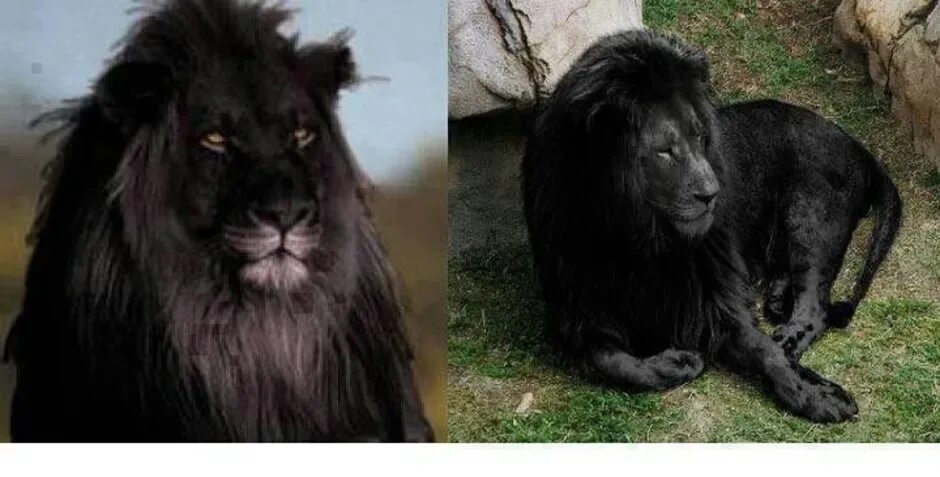 См черный лев. Черный Лев. Чёрный Лев фото. Чёрный Лев существует. Черный Лев животное.