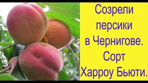 Чао персик дозревай дозрела