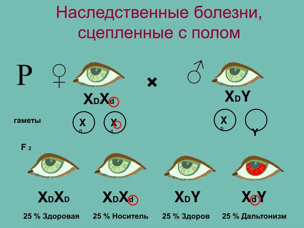 Ген общей цветовой слепоты. Болезни сцепленныеисиполом. Болезни сцепленные с полом. Наследственные болезни сцепленные Сполом. Наследственные заболевания сцепленные с полом.