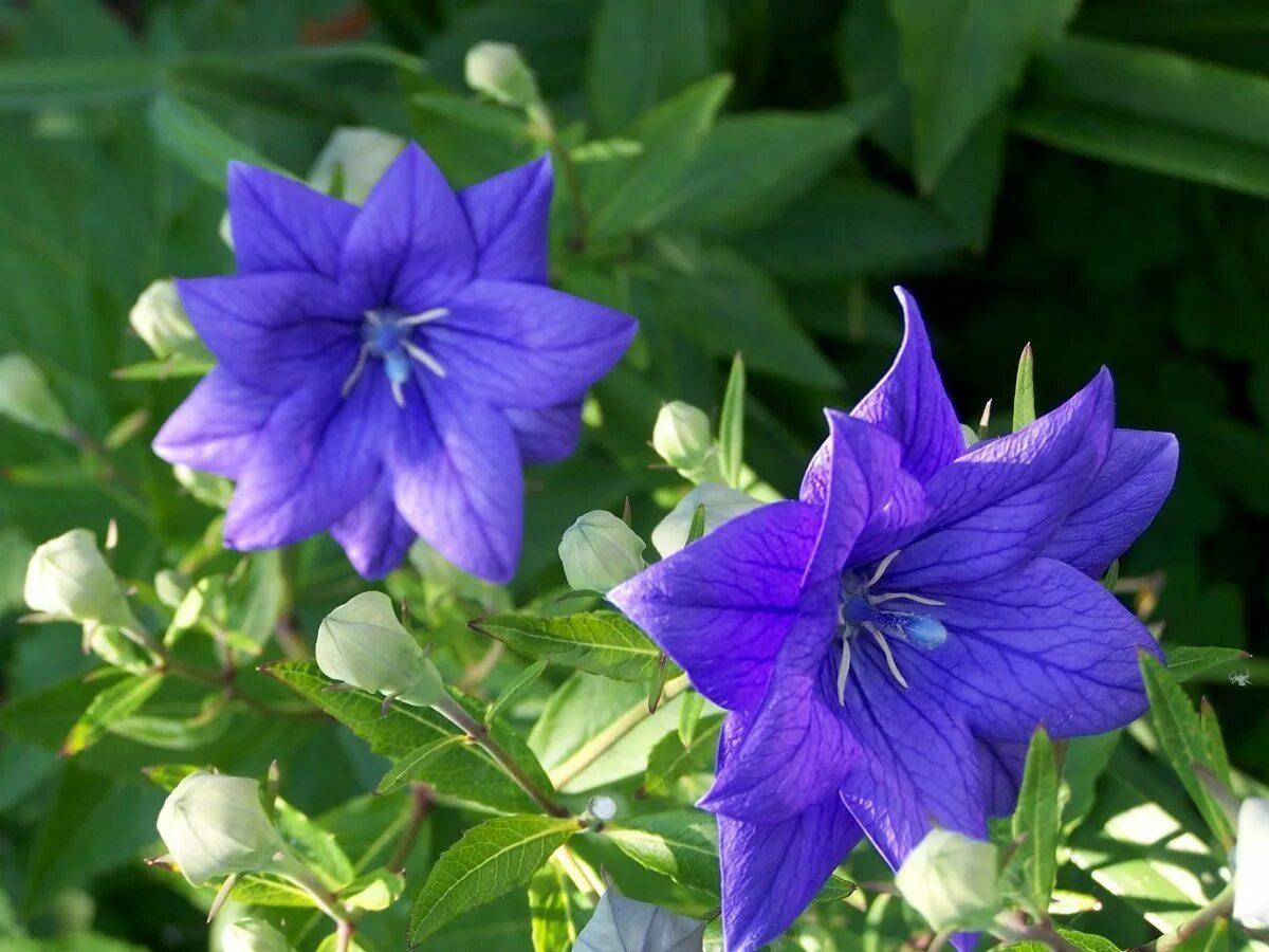 Платикодон отзывы. Платикодон фуджи блю. платикодон astra blue.
