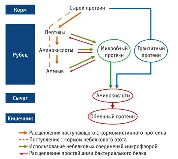 Что такое сывороточный белок
