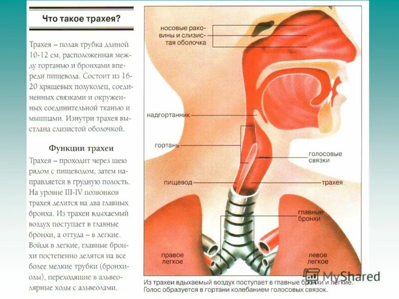 Глотка 4 буквы. Анатомия глотка гортань трахея. Пищевод и трахея и голосовые связки. Глотка гортань пищевод анатомия. Трахея и пищевод расположение у человека анатомия.