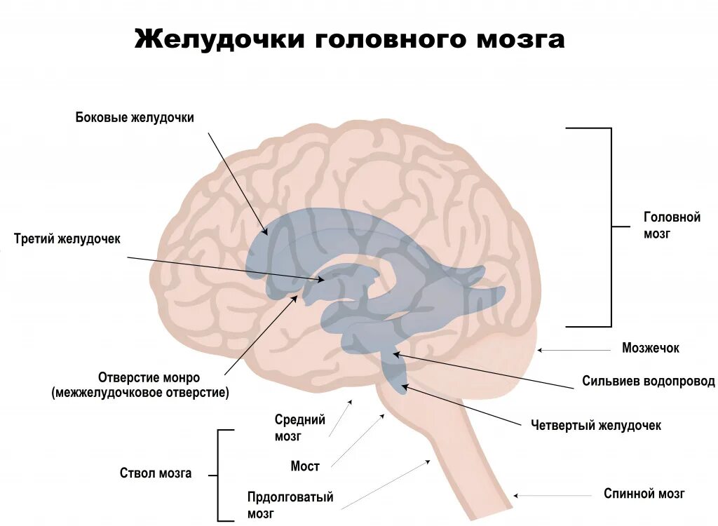 4 Желудочек головного мозга функции. 3 И 4 желудочки головного мозга. 4 Желудочек головного мозга строение. Боковые желудочки головного мозга анатомия.