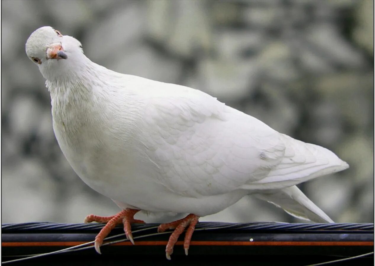Белый голубь. Белый голубь с черным хвостом. Лапка голубя